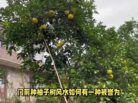 家门前种什么植物最好